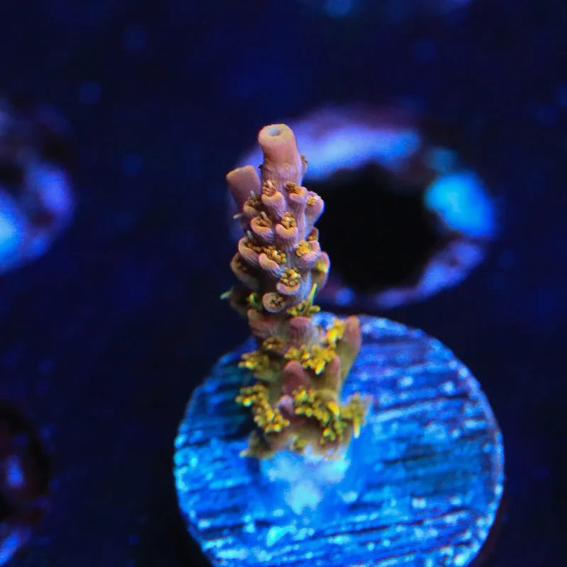 CC Voodoo Majic Acropora Coral